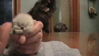Cutest Baby Himalayan Kitten