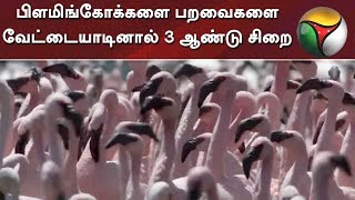 பிளமிங்கோக்களை பறவைகளை வேட்டையாடினால் 3 ஆண்டு சிறை