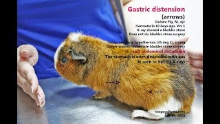 A 4-year-old guinea pig cries and stops eating. Gastric distension