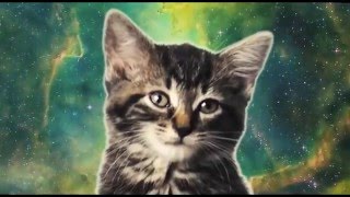 Поющие котята (Микс)