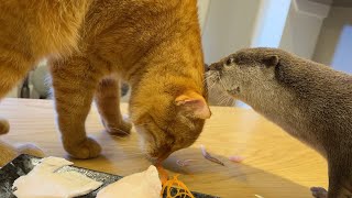 節分の日に、我が家流の豆まきと恵方巻きパーティをするカワウソと猫！ Otter and cat doing Setsubun!