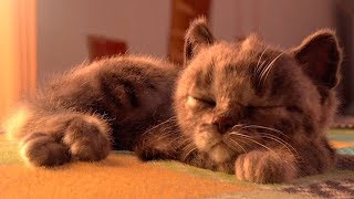 Little Kitten & Friends - Learn with the cutest cat! (Fox and Sheep GmbH) Part 9 - Best App For Kids