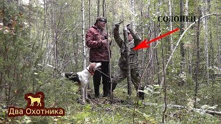 Выехали в лес с Эвой, сделали солонец, переставили ловушку, подняли зайца.