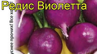 Редис обыкновенный Виолетта. Краткий обзор, описание характеристик raphanus sativus Violetta