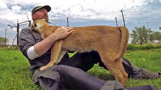 Stewie The Caracal Thinks I'm His Mother | African Cat Acts Like Kitten & Cub - Rubs Nurses & Purrs