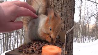 Незнакомая ручная белка. Зарисовка / An unfamiliar pet squirrel. Sketch