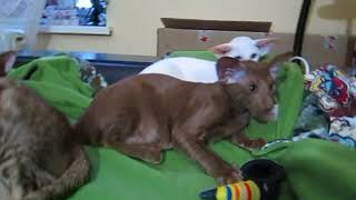Ориентальный котенок. Циннамон. Егорик