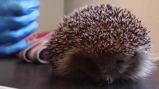 Brent Lodge Hedgehogs video