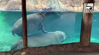 Fiona Year 5 Highlights - Cincinnati Zoo