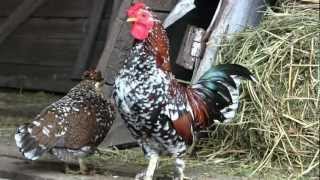 Карликовые куры / Dwarf chickens [TAVRIA 2012] 1080p