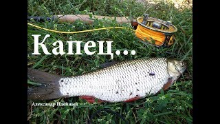 На что и как ловить голавля в сентябре осенью
