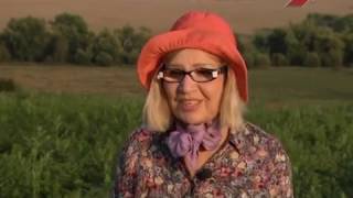 Лучки пучки. Серия 274. Уход за морковью.