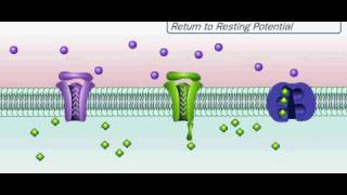 Action Potential
