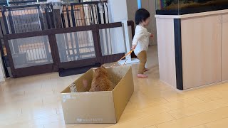 赤ちゃんにどこかに連れ去られてしまう猫 Cat taken away somewhere by baby