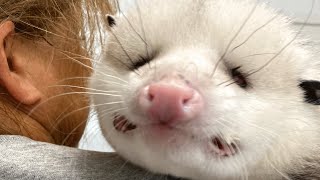 Blind opossum had no one in the world. This woman became his everything.