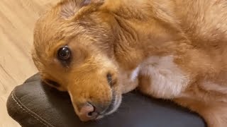 This dog was dumped roadside in a box. Now she's living her best life.