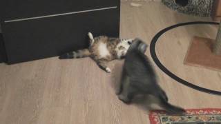 Cats Wrestling: Round One (Битва котов: Первый раунд)