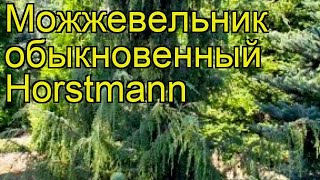 Можжевельник обыкновенный Horstmann. Краткий обзор, описание характеристик, где купить саженцы