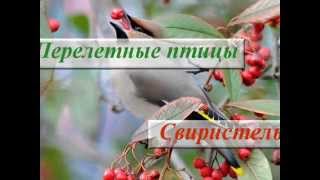 Перелетная птица Свиристель ♪ Фото ♪ Описание ♪ Пение