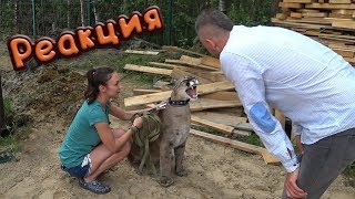 РЕАКЦИЯ ПУМЫ НА ЗАГОРОД / За кадром