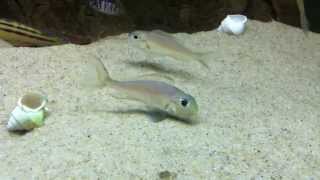 Xenotilapia ornatipinnis - PISCES
