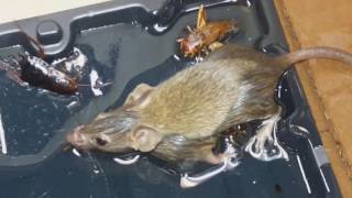 Saving a Mouse From the Glue Trap