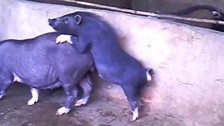 Pigs Mating   Small Boar vs Large Sow