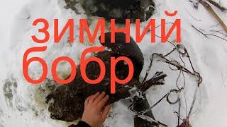 Подлёдная охота на  бобра   кп 320+ результат