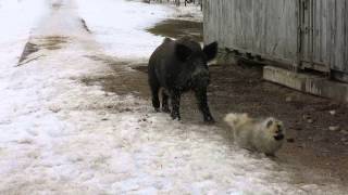 Dog and wild boars (Шпиц и кабаны)