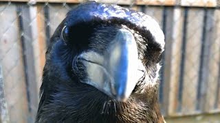 Woman takes disabled raven under her wing