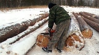 Полицейские опять поймали «чёрных» лесорубов. Их заметили с вертолёта