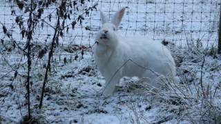 Tomasina, Snow Goddess