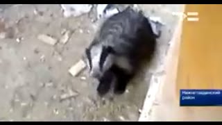 Барсук напал на человека