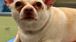 This dog was given up by owner after she became obese