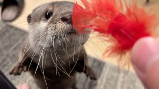ちょっかい出してきた猫を探しにいくカワウソ otter goes looking for a cat that has been messing with him.