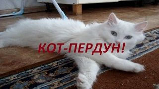 #Кот пердун. #смешные животные.ржач/fanny animals