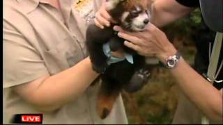 Red Panda