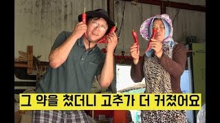 [한국농수산TV] 그 약을 쳤더니 같은 종자 고추가 작년보다 더 커졌어요!! 충남 청양