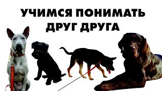 Как дрессировать собаку самостоятельно
