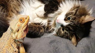 Котик vs дракон: кто пушистей и милее? Конечно же, сова!