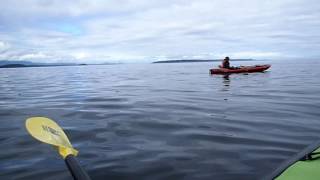 Whale at Broughton Archipelago