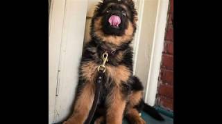 German Shepherd Puppies Funny Videos Compilation