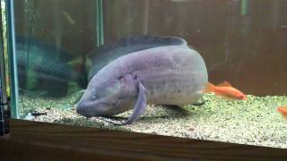 damien the lungfish eating
