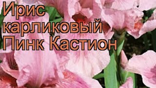 Ирис карликовый Пинк Кастион ? обзор: как сажать, саженцы ириса Пинк Кастион