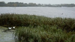 Windy Wetlands with Lake Water Sounds, Light Rain & Wildlife | Relaxing Nature Sounds for Sleeping