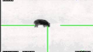 Night thermal hunt FLIR RS 64 Head shot wild hog 70 yards AR 15/m4 223 rem