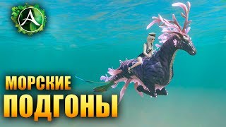 ArcheAge - НАБОР С МОРСКИМ КОНЬКОМ!