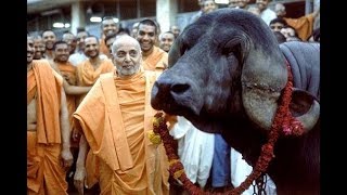 Rs 51 crore worth Jafarabadi Buffalo