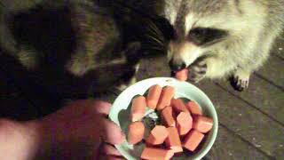 Not Baby Raccoons Anymore