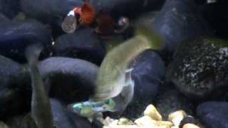 Very Rare Hybrid Guppy-Molly Crosses.